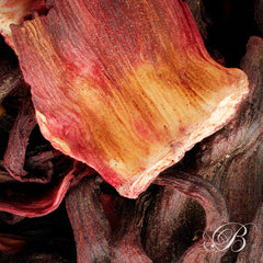 Fleurs d'hibiscus - Hibiscus