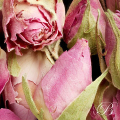 Boutons de rose - Infusions